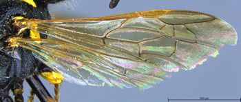 Media type: image;   Entomology 13755 Aspect: wing